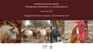 Animal and human health:
A dangerous intersection or a healthy future?
Delia Grace, ILRI
TropAg2017 Conference, Brisbane, 20-22 November 2017
 