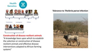 Centre for Tropical Livestock Genetics and Health (CTLGH)