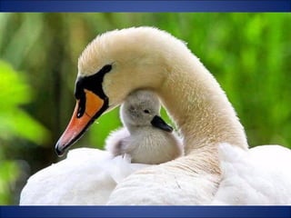 Trop beau