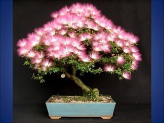 Trop beau