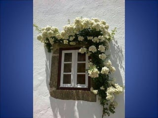 Trop beau