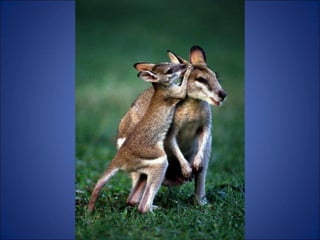 Trop beau
