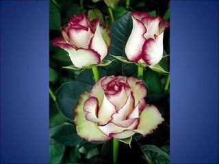 Trop beau