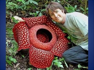 Trop beau