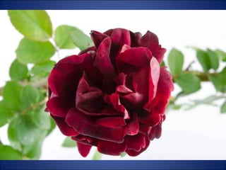 Trop beau