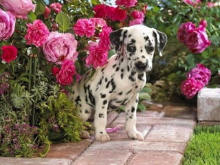 Trop beau