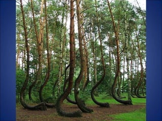 Trop beau