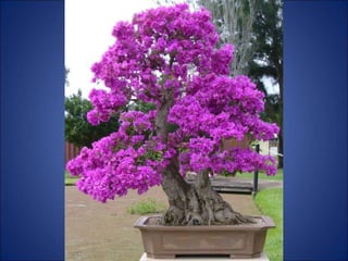 Trop beau