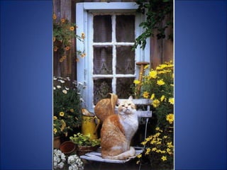 Trop beau