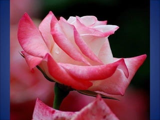 Trop beau