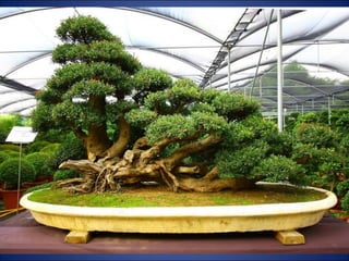Trop beau