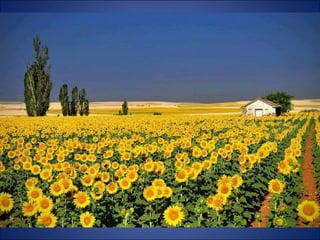 Trop beau