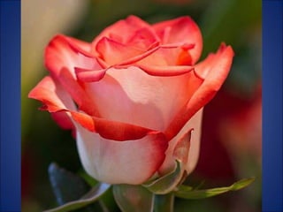 Trop beau