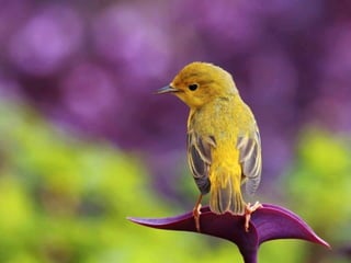 Trop beau