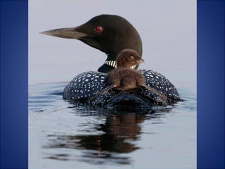 Trop beau