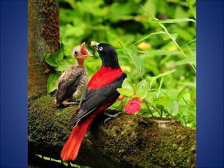 Trop beau