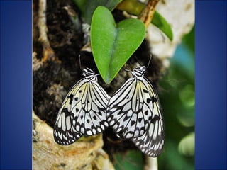 Trop beau