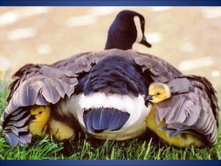 Trop beau