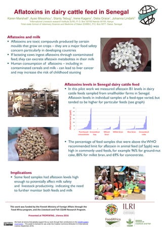 Aflatoxins in dairy cattle feed in Senegal
Karen Marshall1, Ayao Missohou1, Stanly Tebug1, Irene Kagera1, Delia Grace1, Johanna Lindahl1
1International Livestock research Institute (ILRI), P. O. Box 30709 Nairobi 00100, Kenya
2Inter-state School of Veterinary Science and Medicine of Dakar (EISMV), P.O. Box 5077, Dakar, Senegal
We thank all donors that globally support the our work through their contributions to the CGIAR system
organisation. This poster is licensed for use under the Creative Commons Attribution 4.0 International
Licence (September 2016)
This work was funded by the Finnish Ministry of Foreign Affairs through the
Food Africa program, and the Livestock and Fish CGIAR Research Program.
Presented at TROPENTAG , Vienna 2016
Aflatoxins and milk
 Aflatoxins are toxic compounds produced by certain
moulds that grow on crops – they are a major food safety
concern particularly in developing countries
 If lactating cows ingest aflatoxins through contaminated
feed, they can excrete aflatoxin metabolites in their milk
 Human consumption of aflatoxins – including in
contaminated cereals and milk - can lead to liver cancer
and may increase the risk of childhood stunting
Aflatoxins levels in Senegal dairy cattle feed
 In this pilot work we measured aflatoxin B1 levels in dairy
cattle feeds sampled from smallholder farms in Senegal.
Aflatoxin levels in individual samples of a feed-type varied, but
tended to be higher for particular feeds (see graph)
 The percentage of feed samples that were above the WHO
recommended limit for aflatoxin in animal feed (of 5ppb) was
high in commonly used feeds, for example 96% for ground-nut
cake, 80% for millet bran, and 69% for concentrate.
Implications
 Some feed samples had aflatoxin levels high
enough to potentially affect milk safety
and livestock productivity, indicating the need
to further monitor both feeds and milk
 