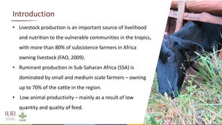 Enteric methane production from cattle fed on three tropical grasses in East Africa