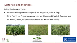 Enteric methane production from cattle fed on three tropical grasses in East Africa