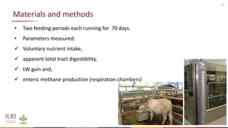 Enteric methane production from cattle fed on three tropical grasses in East Africa