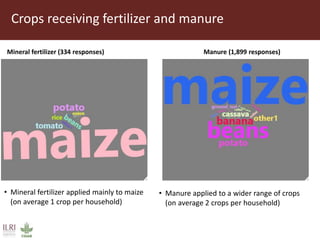 Importance of livestock manure in crop production in Tanzania
