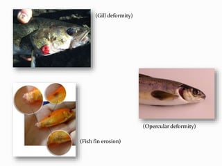Trophic ecology of fishes,polyculture, fish food analysis and fish ...