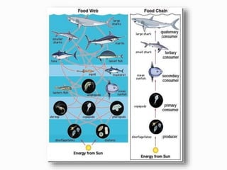 Trophic ecology of fishes,polyculture, fish food analysis and fish ...