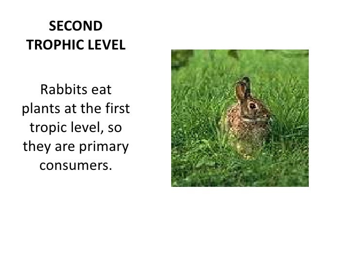 trophic levels trophic levels