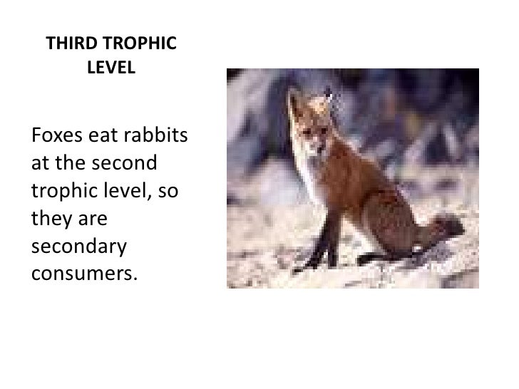 Trophic Levels