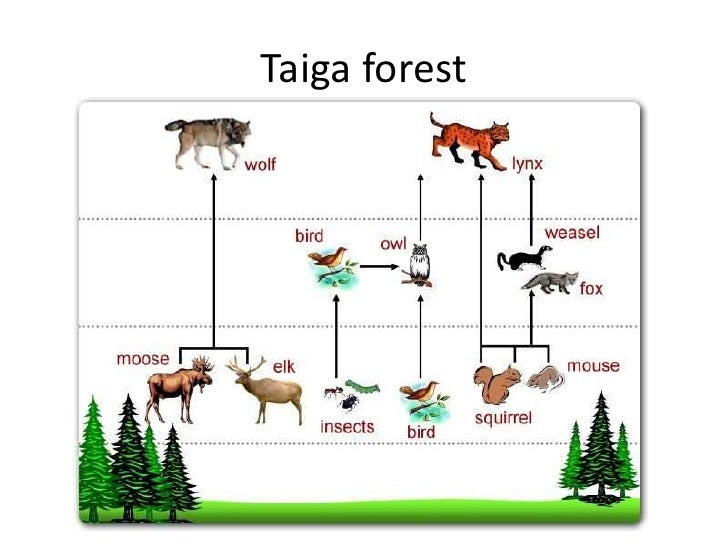 Trophic Levels Biology Diagrams