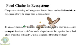 Trophic levels and energy variation with increasing trophic levels.food ...