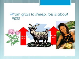 from grass to sheep, loss is about
90%!
10% Original
Energy! 1% Original
Energy!
100% Energy
Available
HEAT
90%
HEAT
90%
 