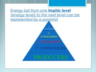 Energy lost from one trophic level
(energy level) to the next level can be
represented by a pyramid
PRODUCERS
1° CONSUMERS
2° CONSUMERS
3°
CONSUMERS
4⁰°
CONSUMERS
 