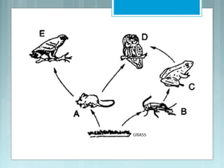 Food webs
 