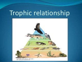 Trophic relationship

 