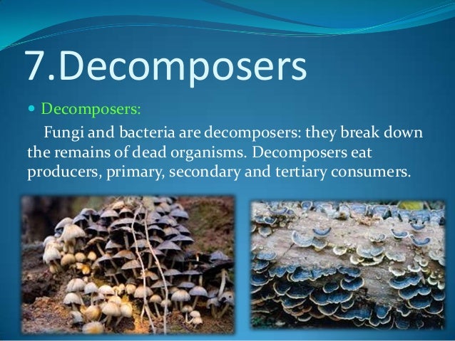 provide 3 examples of producers consumers decomposers and scavengers