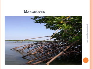 MANGROVES

jitenderanduat@gmail.com

 