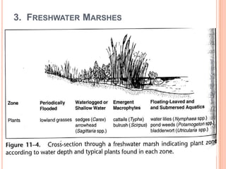 3. FRESHWATER MARSHES


jitenderanduat@gmail.com

Reed grasses, cattails, rice, sedges, and ragweed
are common to most temperate freshwater
marshes, although distribution varies with latitude.

 