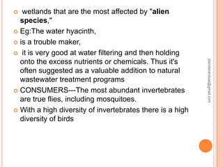 wetlands that are the most affected by "alien
species,"
 Eg:The water hyacinth,
 is a trouble maker,
 it is very good at water filtering and then holding
onto the excess nutrients or chemicals. Thus it's
often suggested as a valuable addition to natural
wastewater treatment programs
 CONSUMERS---The most abundant invertebrates
are true flies, including mosquitoes.
 With a high diversity of invertebrates there is a high
diversity of birds


jitenderanduat@gmail.com

 