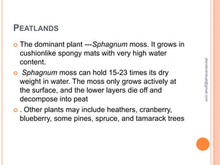 PEATLANDS
The dominant plant ---Sphagnum moss. It grows in
cushionlike spongy mats with very high water
content.
 Sphagnum moss can hold 15-23 times its dry
weight in water. The moss only grows actively at
the surface, and the lower layers die off and
decompose into peat
 . Other plants may include heathers, cranberry,
blueberry, some pines, spruce, and tamarack trees


jitenderanduat@gmail.com

 