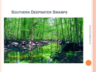 SOUTHERN DEEPWATER SWAMPS

jitenderanduat@gmail.com

 