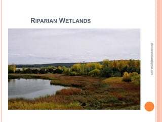 RIPARIAN WETLANDS

jitenderanduat@gmail.com

 