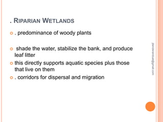 . RIPARIAN WETLANDS


. predominance of woody plants
jitenderanduat@gmail.com

shade the water, stabilize the bank, and produce
leaf litter
 this directly supports aquatic species plus those
that live on them
 . corridors for dispersal and migration


 