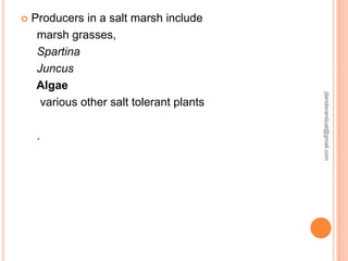 

.

jitenderanduat@gmail.com

Producers in a salt marsh include
marsh grasses,
Spartina
Juncus
Algae
various other salt tolerant plants

 