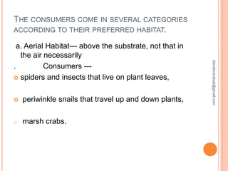 THE CONSUMERS COME IN SEVERAL CATEGORIES
ACCORDING TO THEIR PREFERRED HABITAT.



periwinkle snails that travel up and down plants,

o

marsh crabs.

jitenderanduat@gmail.com

a. Aerial Habitat--- above the substrate, not that in
the air necessarily
.
Consumers -- spiders and insects that live on plant leaves,

 