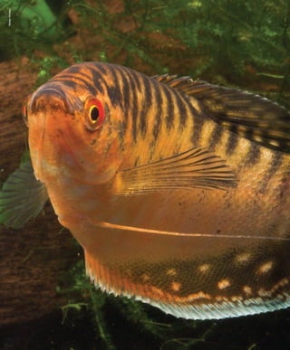 Tropical fish hobbyist october 2012