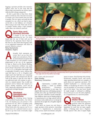 Tropical fish hobbyist october 2012