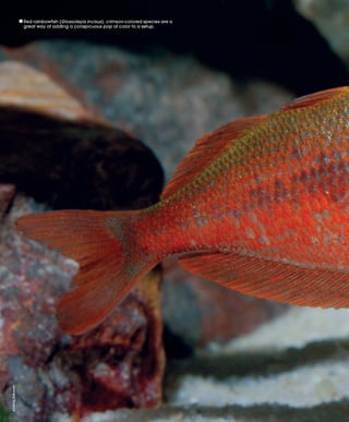 Tropical fish hobbyist october 2012